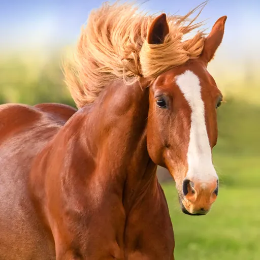 The Horse Screenshot 1