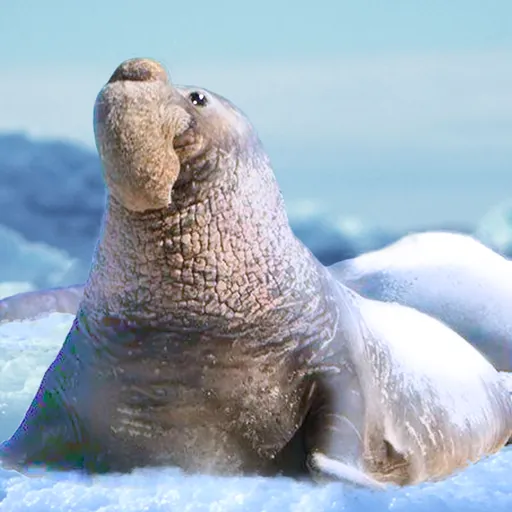 The Seal Elephant Screenshot 1