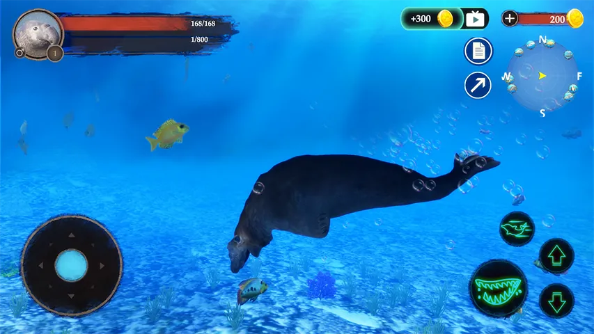 The Seal Elephant Screenshot 6